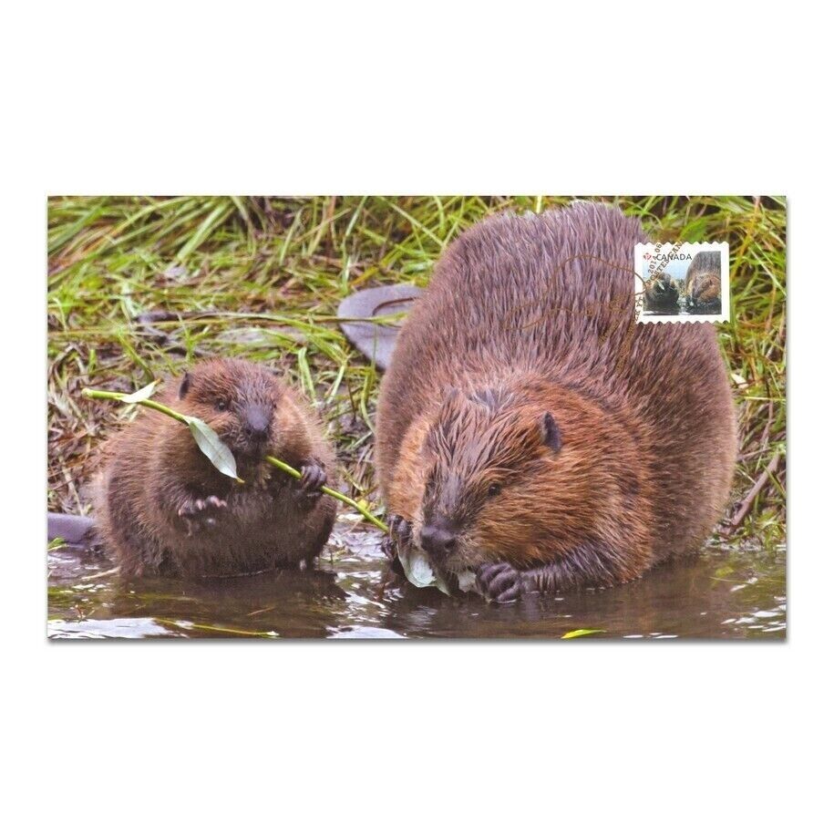 1 Oz Silver Coin 2014 $20 Canada Baby Animals : Beaver Coin & Stamp Set-classypw.com-4